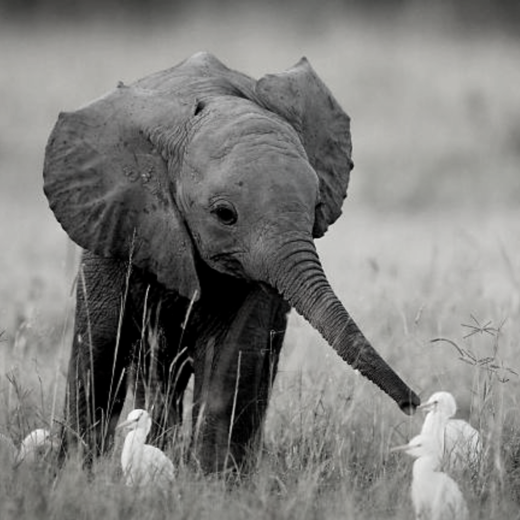 Curious baby elephant and curious birds.